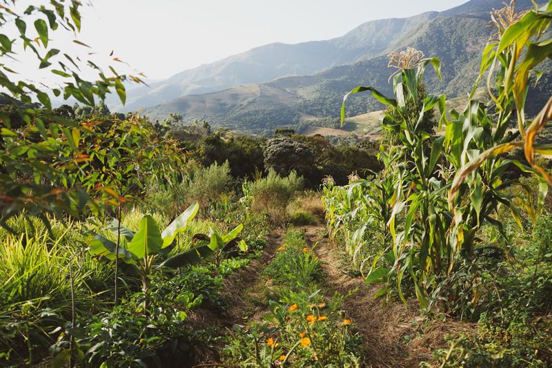 Canteiro agroflorestal com milho, bananeiras e ervas ao pé da montanha