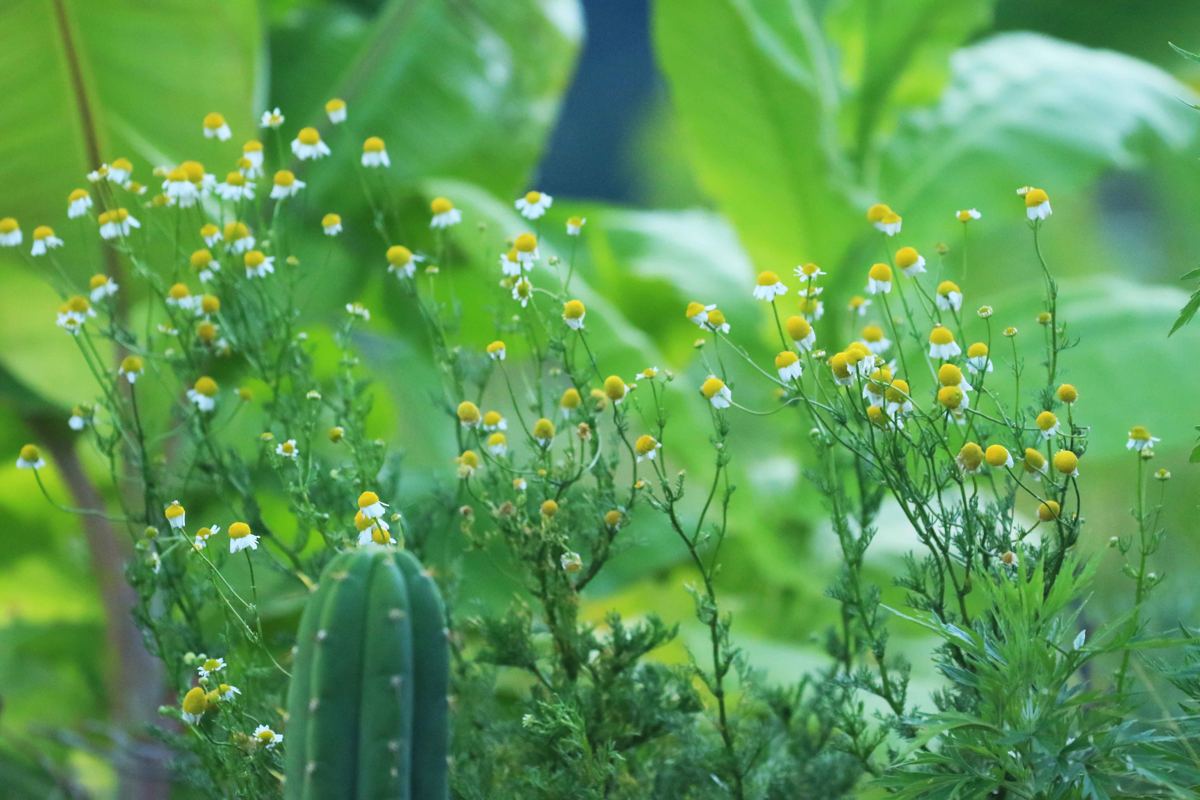 Plantas medicinais floridas em meio à agrofloresta